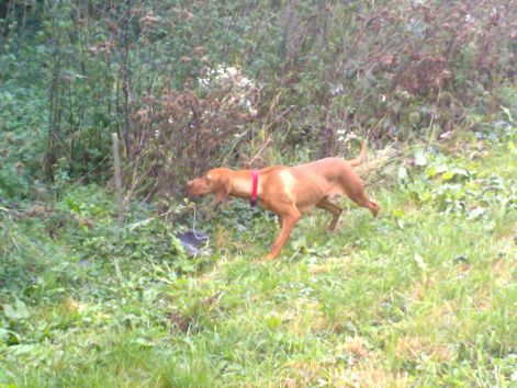 vizsla2009_019.jpg